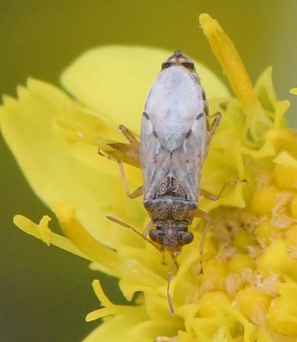 Nysius sp.